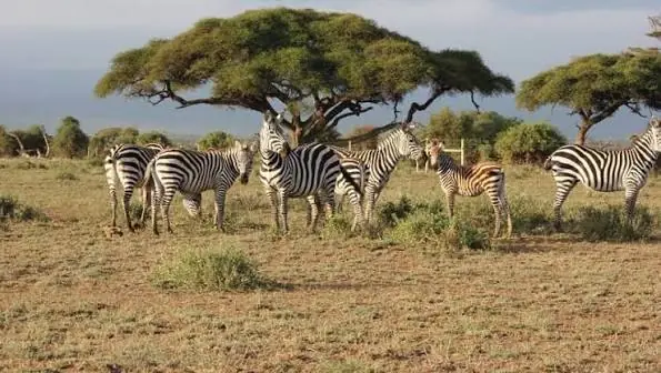 Kenya Classic Safari